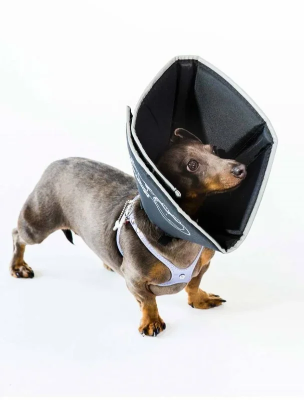 All Four Paws – The Original Comfy Cone