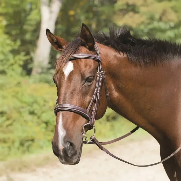 Avignon Wellington Bridle