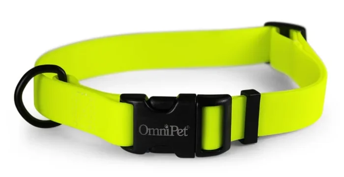 Carnival Dog Collars