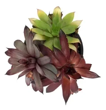 Chick Charms® Trio – Candied Campfire™ Hen & Chicks