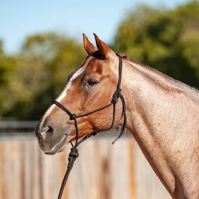 Classic Equine Econo Rope Halter with 8′ Leadrope