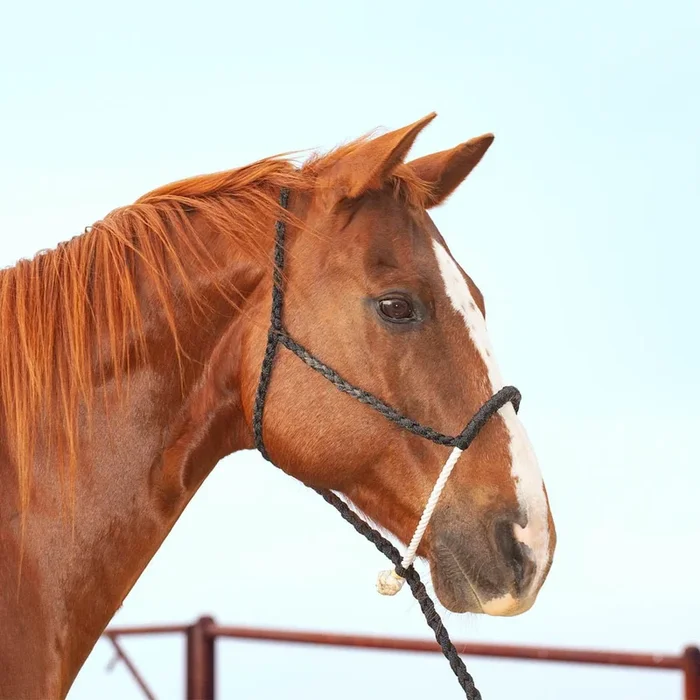 Classic Lariat Rope Nose Halter with Lead