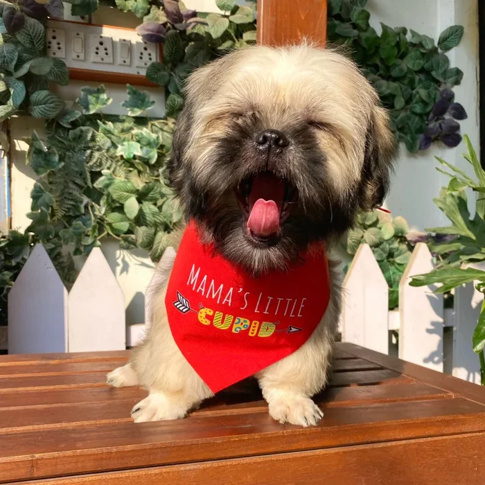 Dogobow Mama’s Little Cupid Scarf for Dogs (Red) (Get a Bow Free)