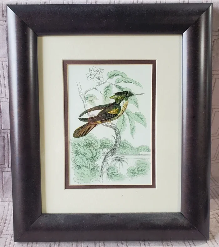 (E) Framed Bird Print