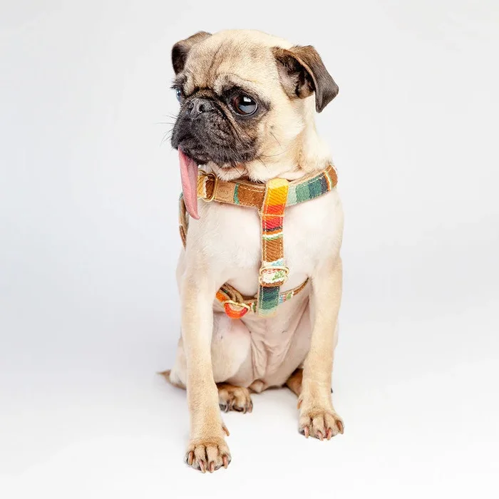 FINNEGAN’S STANDARD GOODS | Sunset Harness