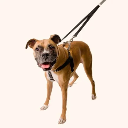 Freedom No Pull Harness – 1″ Wide Large (Chest Size 26 – 32 inches)
