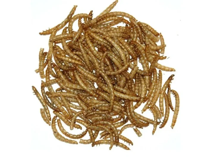 Garden Fresh 11# Mealworms