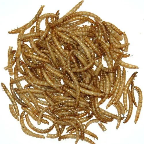 Garden Fresh 2# Mealworms