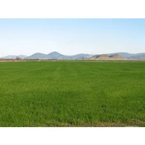 GULF ANNUAL RYEGRASS SEED 50LB