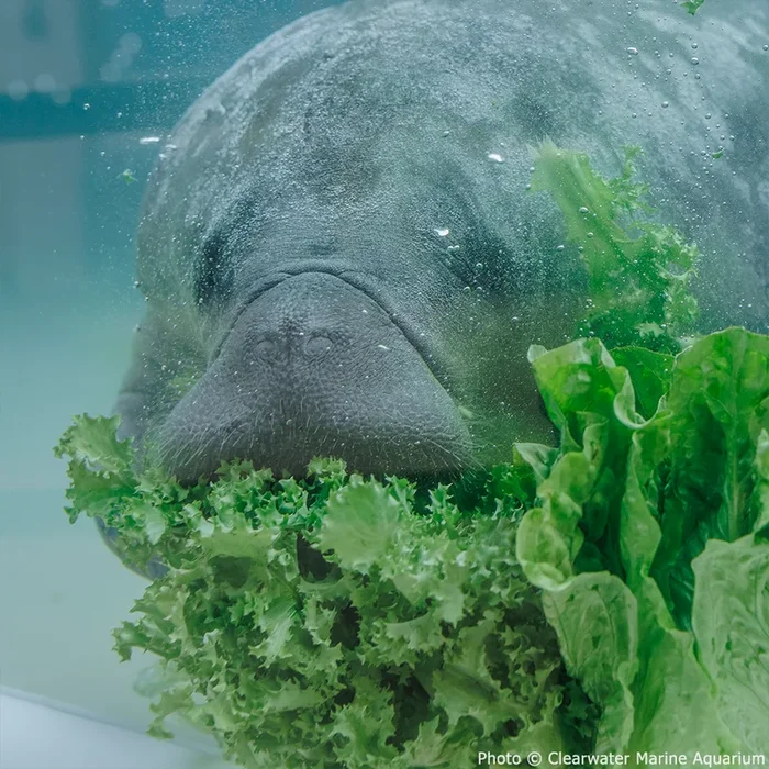 Help Save Endangered Manatees