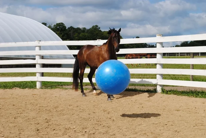 Jolly Mega Ball – Durable Anti-Burst Inflatable Horse Exercise & Enrichment Ball