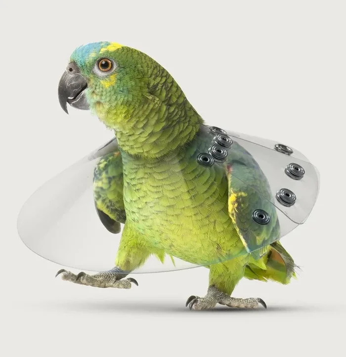 KVP Elizabethan Bird Saf-T Avian Cone Neck E-Collar 2.0″-2.75″ 6″ Diameter SS406XS