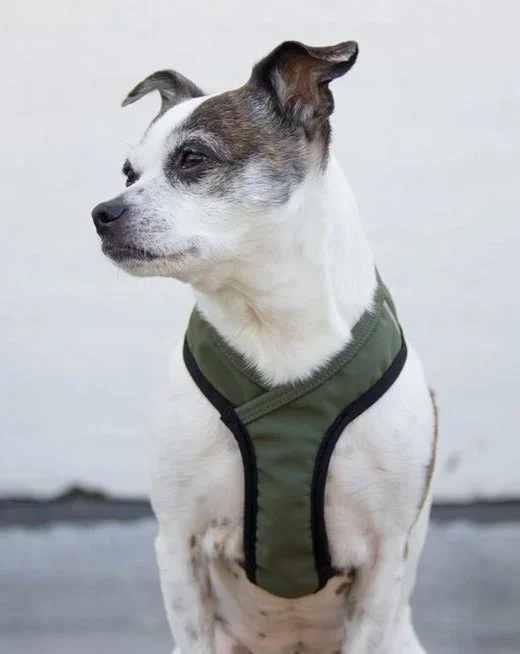 Laguna Dog Harness in Olive