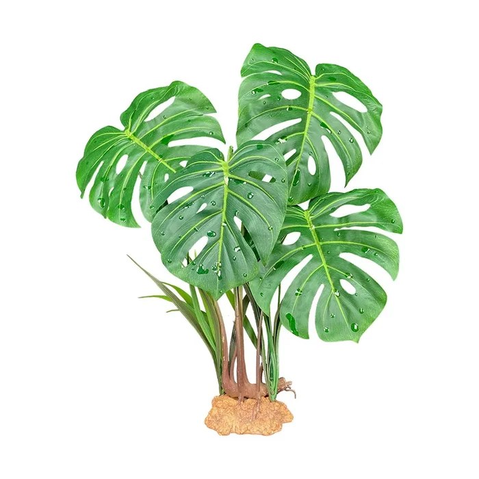 Monstera Leaf Plant