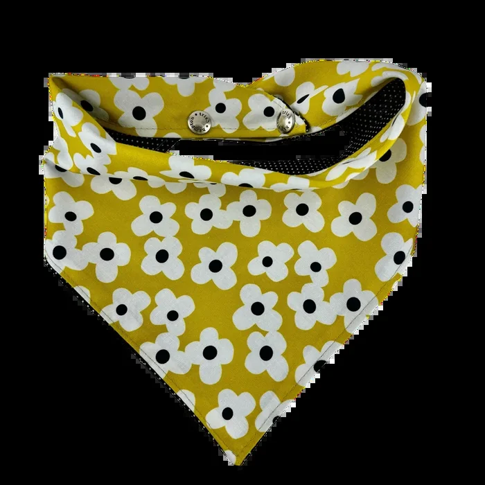 Mustard, White, Black Daisies-1088