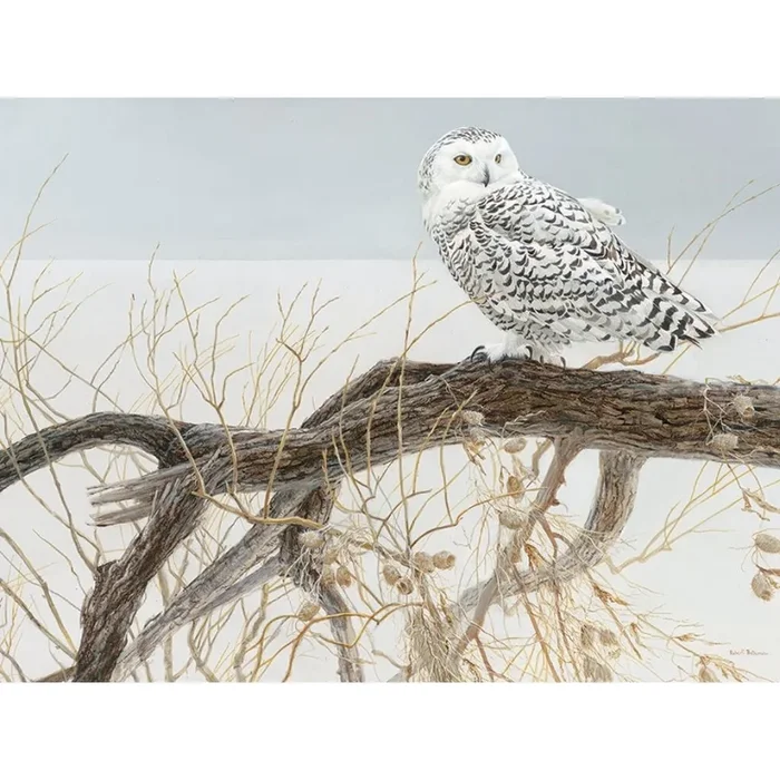 Outset Media – Puzzle: Fallen Willow Snowy Owl