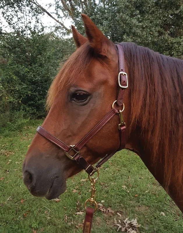 Perri’s Leather Horse Halter and Lead
