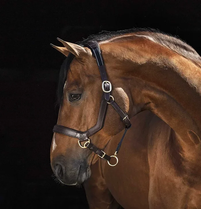 Rambo Micklem Leather Pony & Horse Halter – Anatomical Comfort Fit, Adjustable & Safe