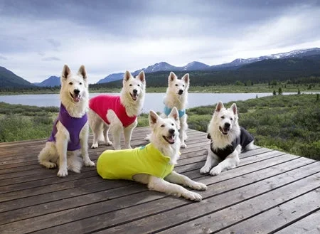 RC Pet Baseline Fleece Pullover – Cozy Dog Sweater