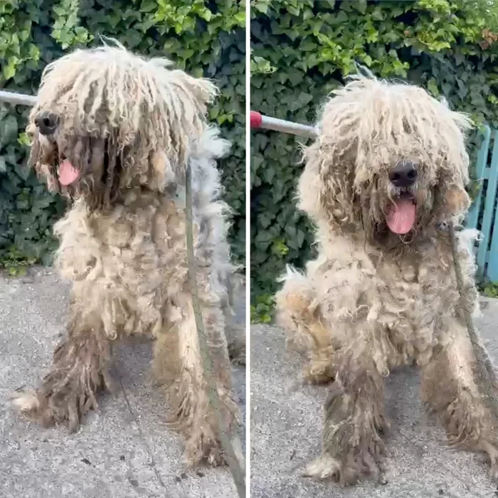 Ready For Adoption: Provide Essential Grooming Supplies to Save Pets’ Lives