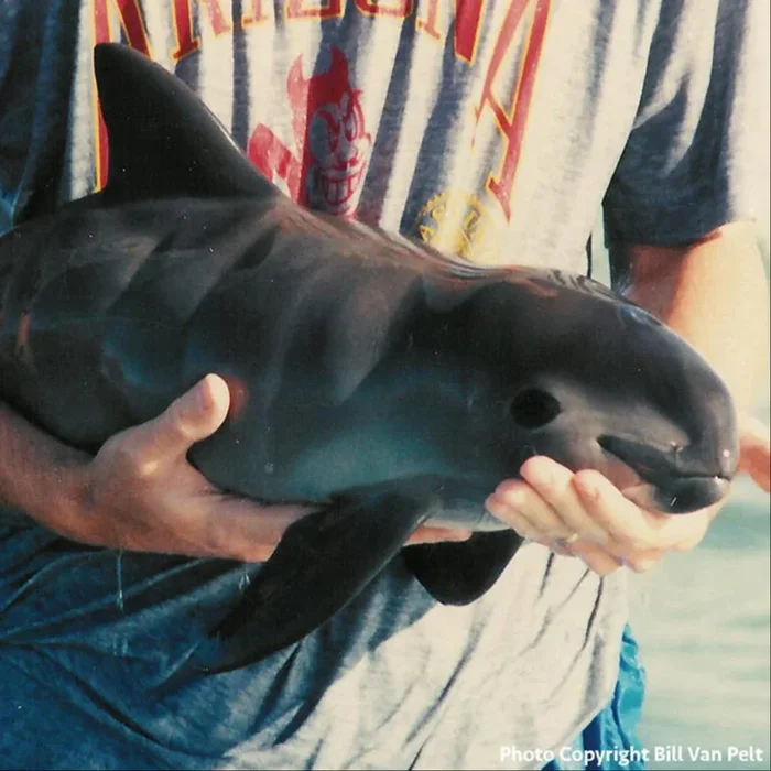 Rescue Critically Endangered Porpoises From Fishing Net Entanglements