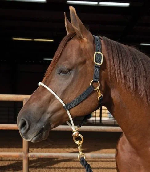 Rope Nose Nylon Halter