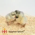 Sapphire Splash Chicks