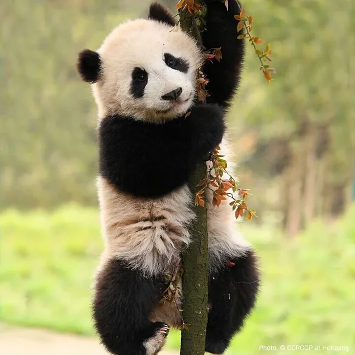 Save Land for Endangered Species