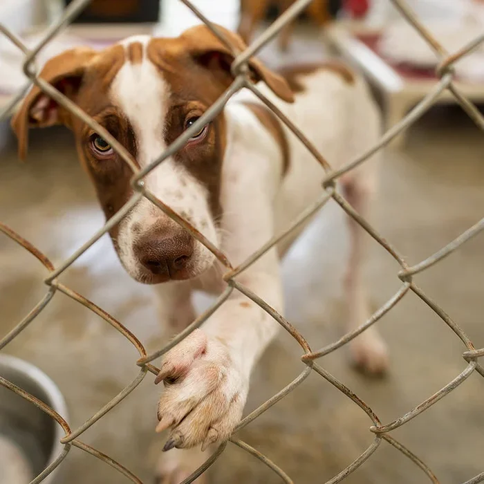 Send a Care Package to a Shelter Pet