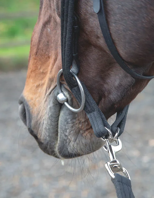 Shires Lunging Adapter