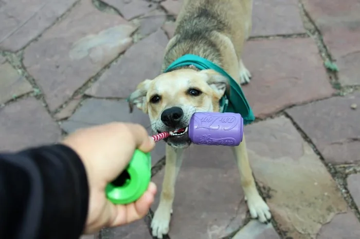 SodaPup Two Fisted Tug Toy
