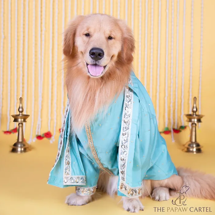The Papaw Cartel Stylish Zardos Sherwani with Dupatta for Dogs & Cats (Blue)