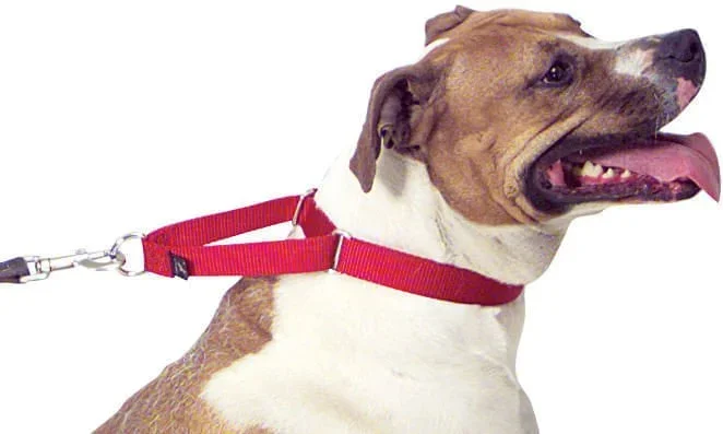 The Premier Training Collar for Dogs