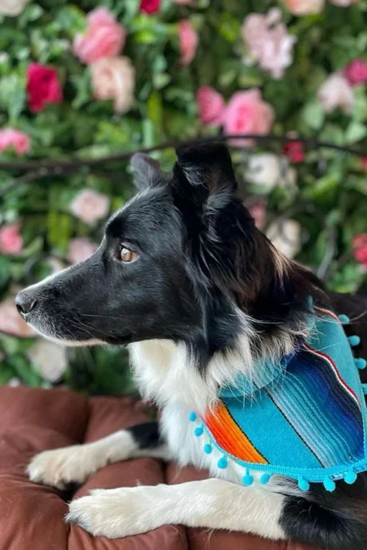 Tulum Handmade Blue Bandana Dog Collar